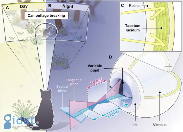 طراحی سیستم بینایی با الهام از چشم گربه‌ها