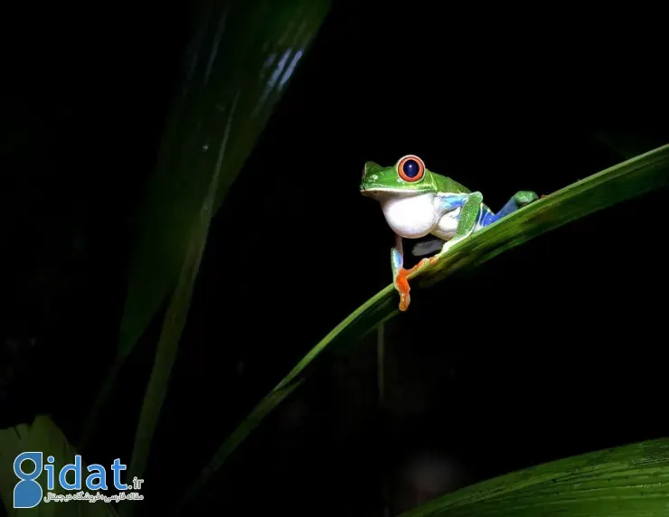 مسابقه عکاسی سونی جوانان ۲۰۲۶