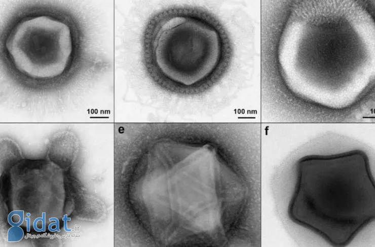 دستاورد جالب دانشمندان: کشف ویروس های غول پیکر با اشکالی مانند ستاره ها، لاک پشت ها و شیشه های عطر!