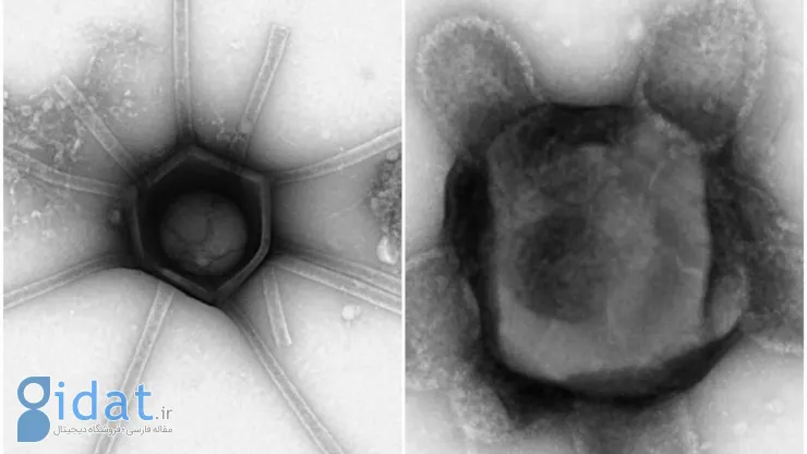 دستاورد جالب دانشمندان: کشف ویروس‌های غول‌پیکری با اشکالی شبیه ستاره، لاک پشت و شیشه عطر!