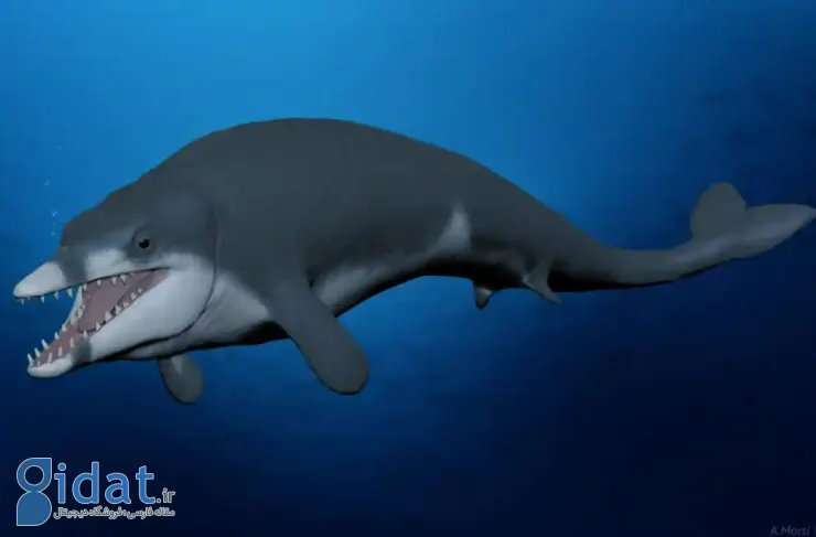 فسیل نهنگ کوچک 41 میلیون ساله در مصر کشف شد