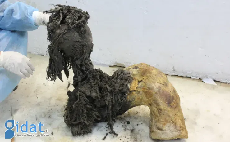 کشف قدیمیترین RNA جهان در ماموت پشمالوی 40 هزارساله