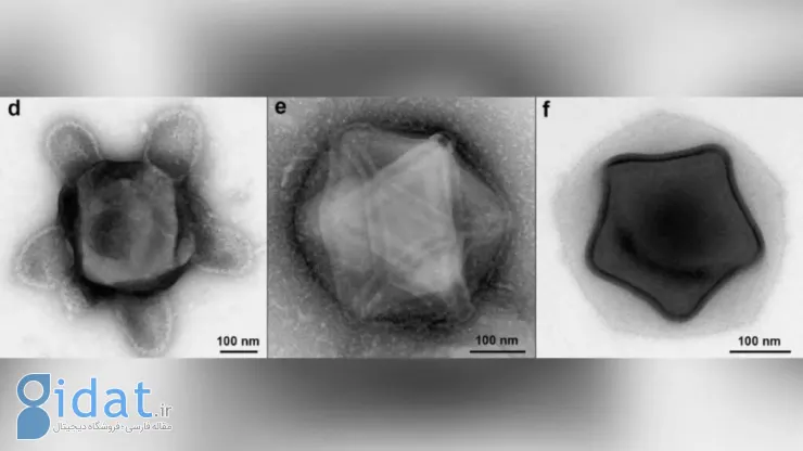 دستاورد جالب دانشمندان: کشف ویروس‌های غول‌پیکری با اشکالی شبیه ستاره، لاک پشت و شیشه عطر!
