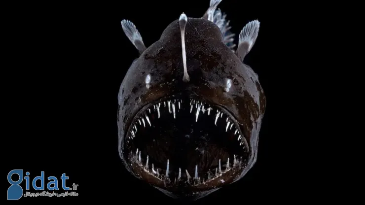 موجودات عجیب اعماق اقیانوس