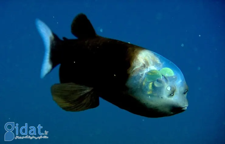 موجودات عجیب اعماق اقیانوس