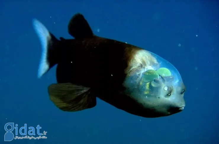 ۱۵ موجود عجیب در اعماق اقیانوس که شبیه موجودات فضایی هستند