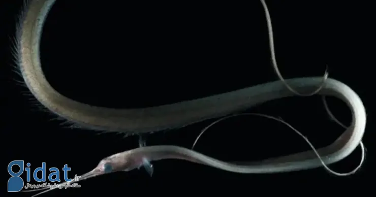 موجودات عجیب اعماق اقیانوس