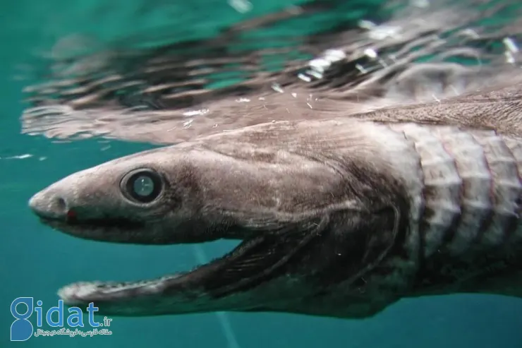 موجودات عجیب اعماق اقیانوس