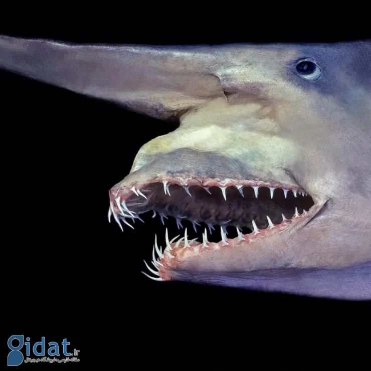موجودات عجیب اعماق اقیانوس