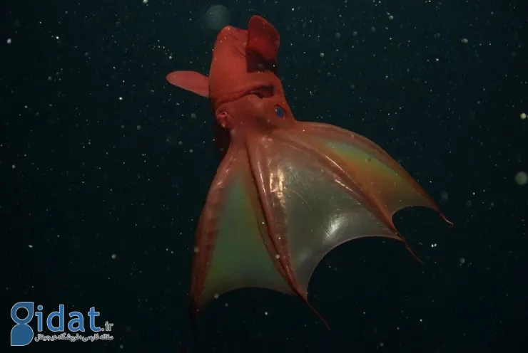 موجودات عجیب اعماق اقیانوس
