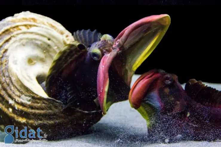 موجودات عجیب اعماق اقیانوس