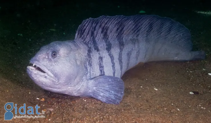 موجودات عجیب اعماق اقیانوس