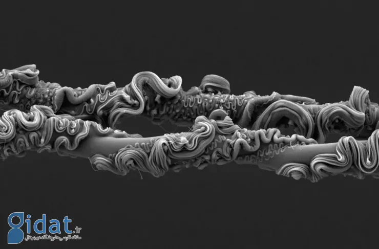 تصاویر برنده مسابقه عکاسی علمی ۲۰۲۵ انجمن سلطنتی منتشر شد: تارهای عنکبوت استرالیایی