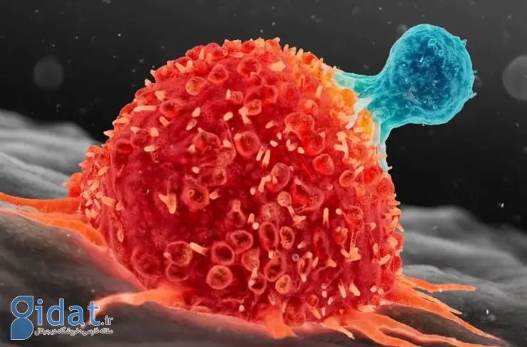 دستاورد دانشمندان آمریکایی: فعال کردن سلول‌های ایمنی فرسوده برای مبارزه با سرطان