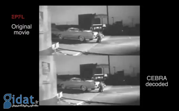 موش