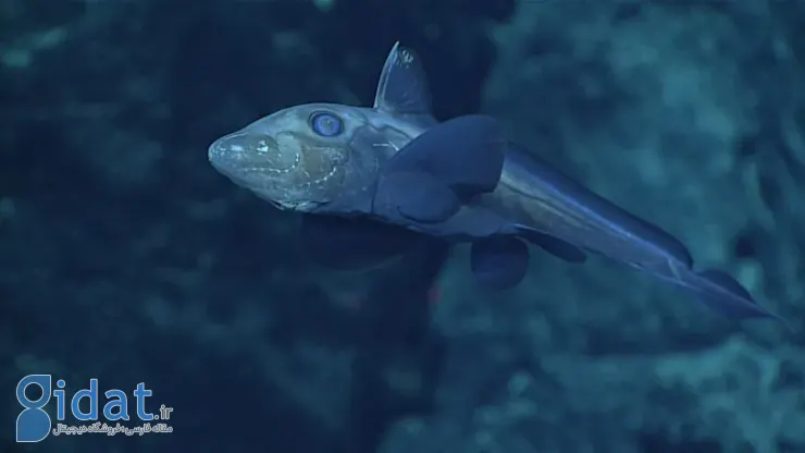 موجودات عجیب اعماق اقیانوس