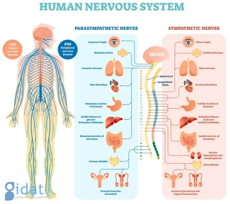 مقایسه سیستم عصبی سیمپاتیک و سیستم عصبی پاراسیمپاتیک