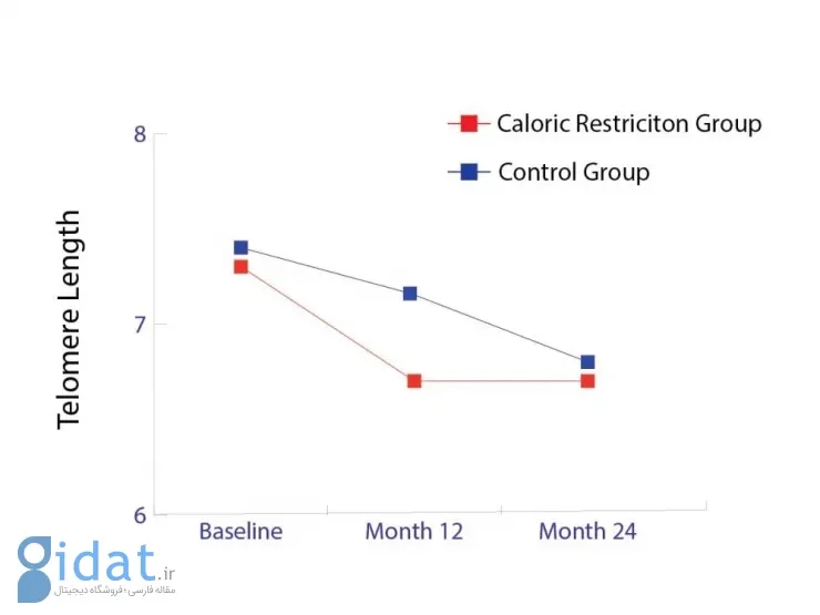 اثر محدودیت کالری بر طول تلومرها