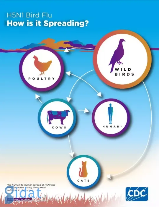 انتقال آنفولانزای مرغی H5N1 به گاوها و انسان ها