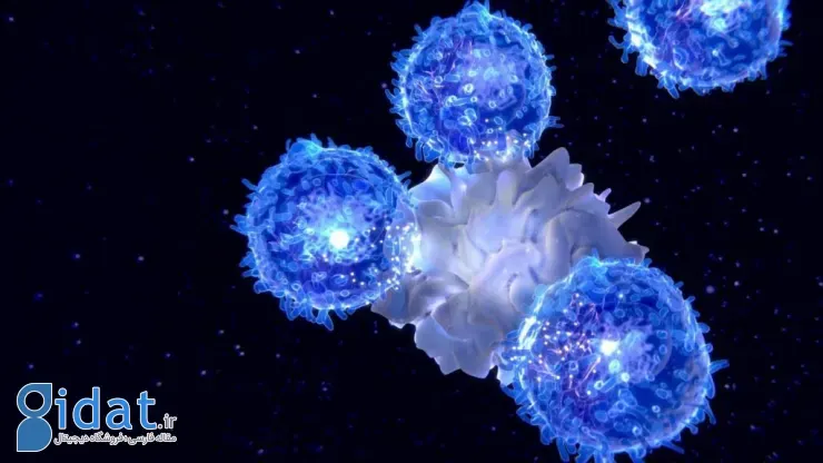 راهکار جدید محققان MIT برای جوان‌سازی سیستم ایمنی بدن