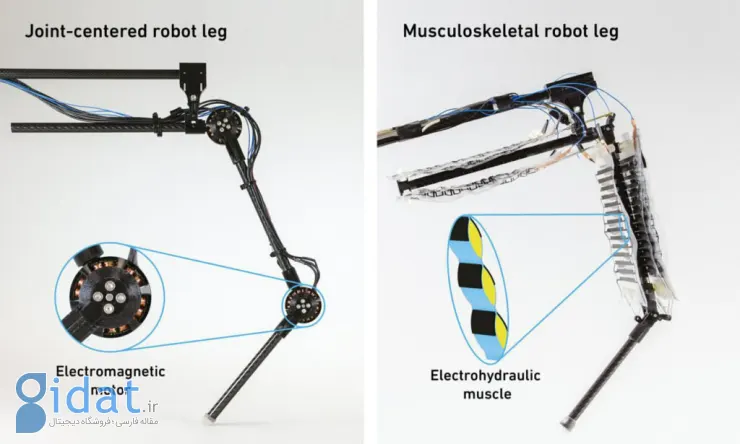 ساخت اولین پای رباتیک با «ماهیچه‌های مصنوعی» که می‌تواند بپرد [تماشا کنید]