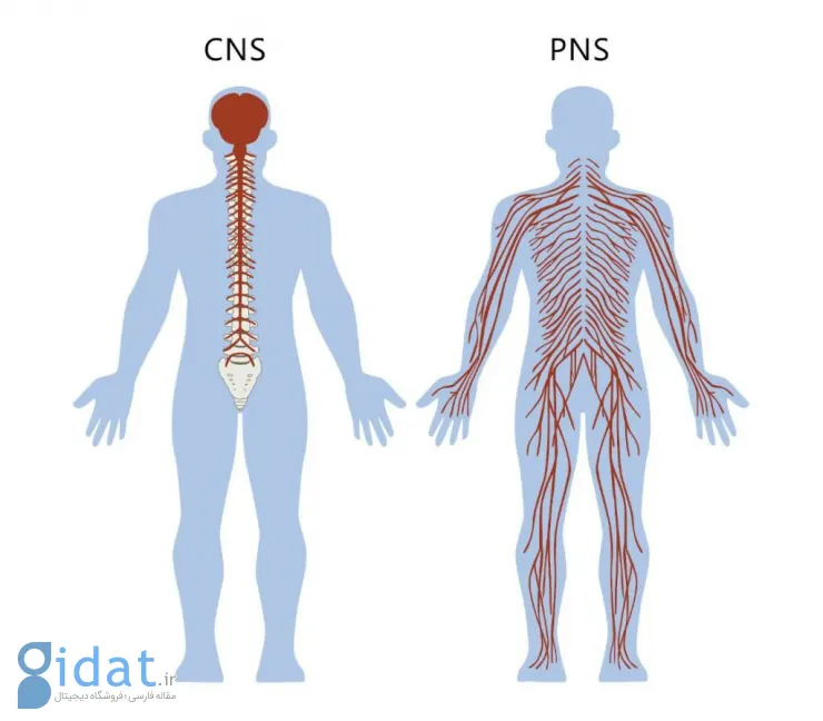 مقیسه سیستم عصبی مرکزی و سیستم عصبی محیطی