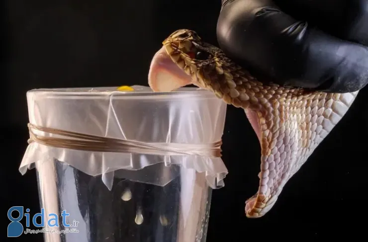 دستاورد یک محقق ایرانی در دانشگاه دانمارک: ساخت پادزهری که سم ۱۷ مار کشنده را خنثی می‌کند