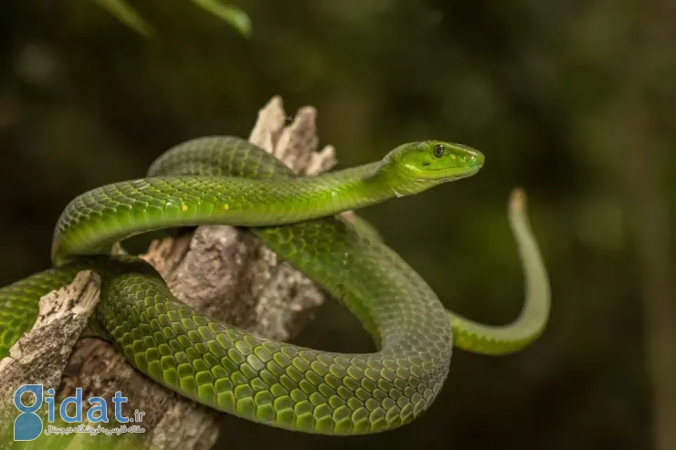 پادزهری برای سم مار