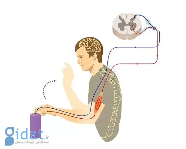 سیستم عصبی؛ اتاق فرمان بدن