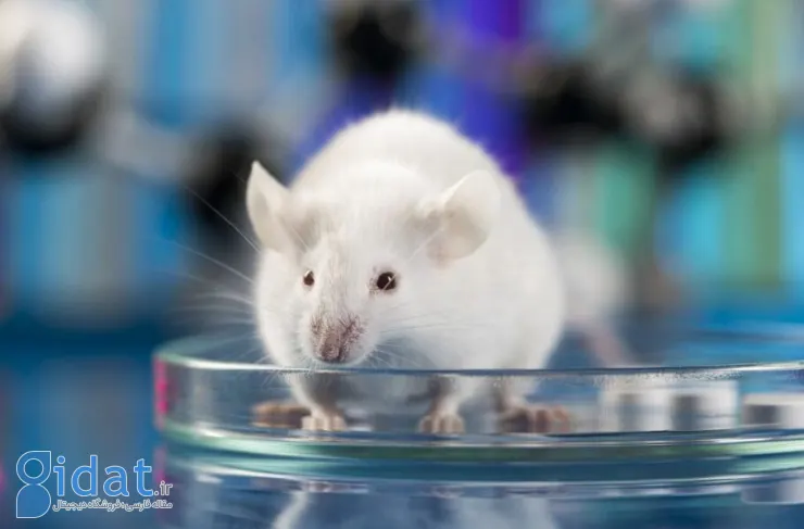 دستاورد بزرگ دانشمندان: بازگرداندن بینایی موش ها با روش جدید ویرایش ژن