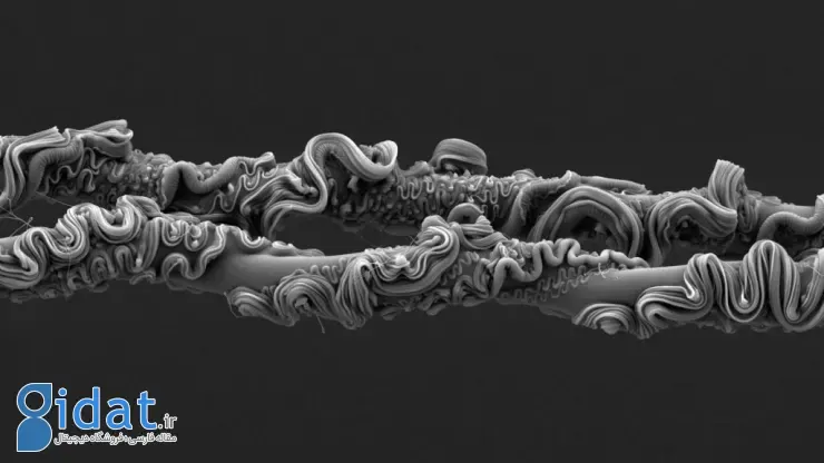 مسابقه عکاسی علمی انجمن سلطنتی ۲۰۲۵