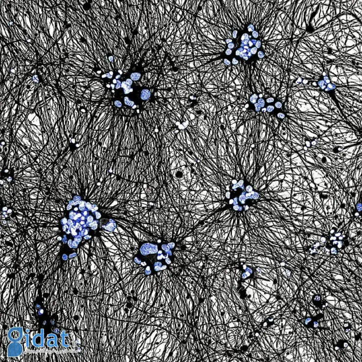 مسابقه عکاسی علمی انجمن سلطنتی ۲۰۲۵
