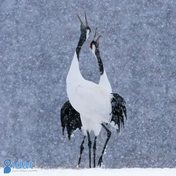 مسابقه عکاسی علمی انجمن سلطنتی ۲۰۲۵