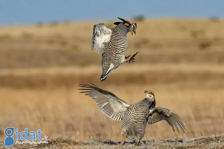 مسابقه عکاسی علمی انجمن سلطنتی ۲۰۲۵