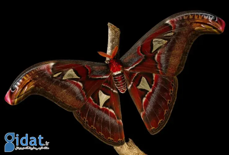 مسابقه عکاسی علمی انجمن سلطنتی ۲۰۲۵