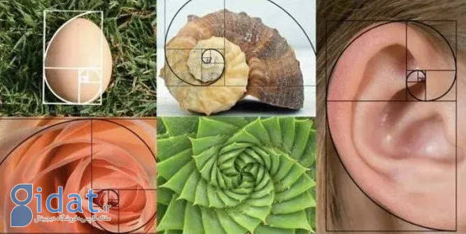 مارپیچ فیبوناچی