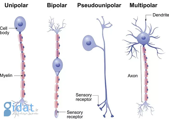 انواع نورون در دستگاه عصبی