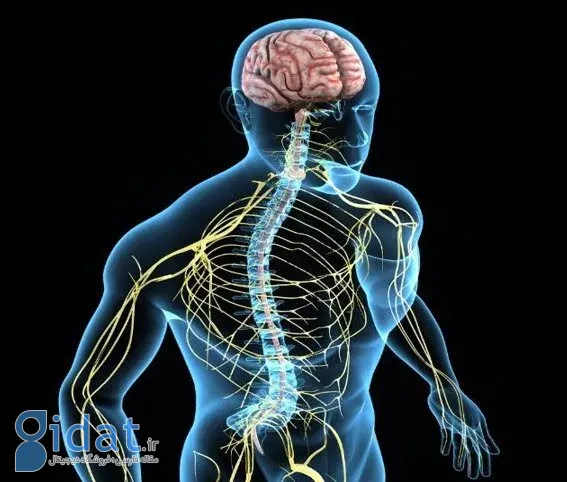 سیستم عصبی؛ اتاق فرمان بدن