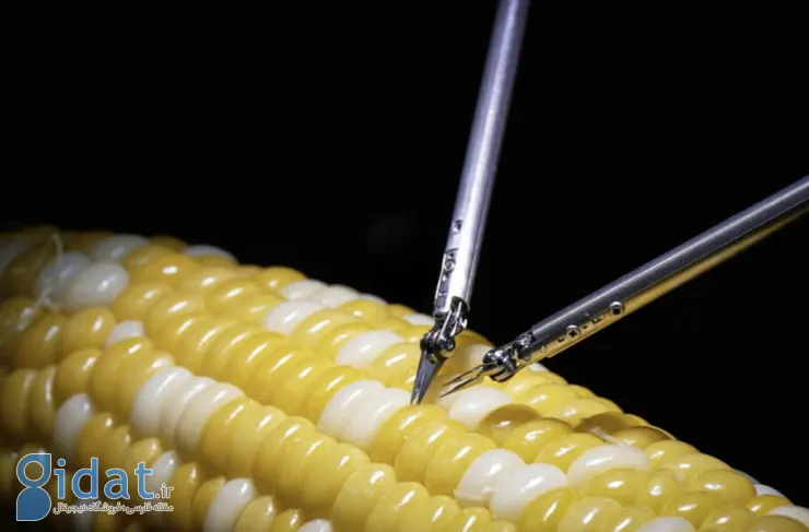 ربات جدید سونی عمل جراحی دقیقی را بر روی یک دانه ذرت انجام می دهد [Watch]