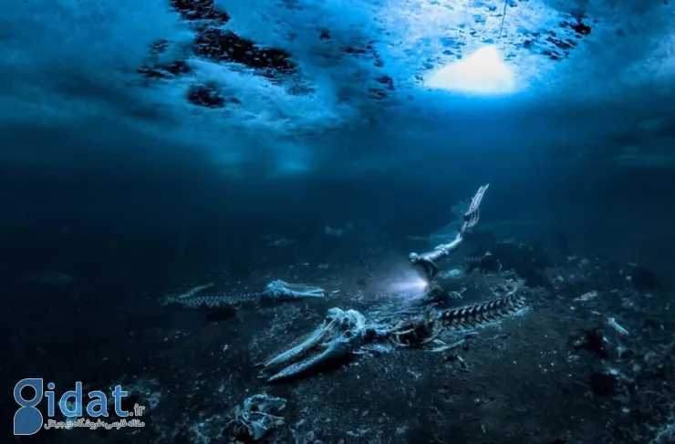 برنده مسابقه عکاسی زیر آب 2024 اعلام شد؛ تصویر هولناک اسکلت نهنگ