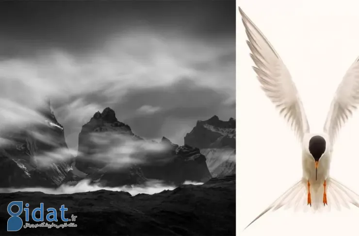 برندگان مسابقه عکاسی طبیعت انجمن عکاسی آمریکای شمالی در سال ۲۰۲۶ اعلام شدند