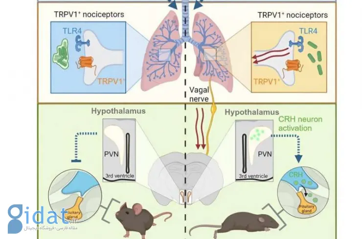 محققان یک مسیر ارتباطی مستقیم میان مغز و ریه‌ها پیدا کردند