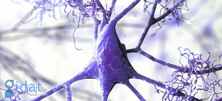 مطالعه جدید: علت جدید آلزایمر در ماده سفید مغز ما کشف شد