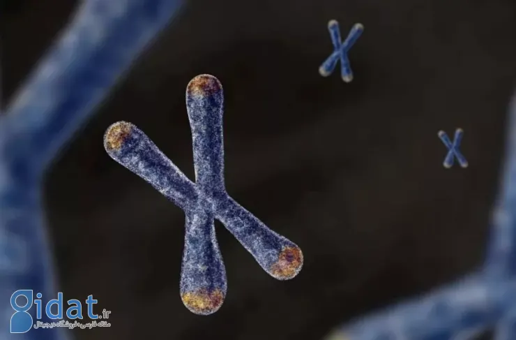 تحقیقات جدید: DNA والدین از بدو تولد بر پیری و بیماری تأثیر می‌گذارد