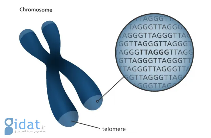 تلومر DNA