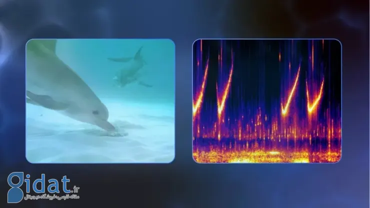 هوش مصنوعی DolphinGemma گوگل برای رمزگشایی صدای دلفین‌ها