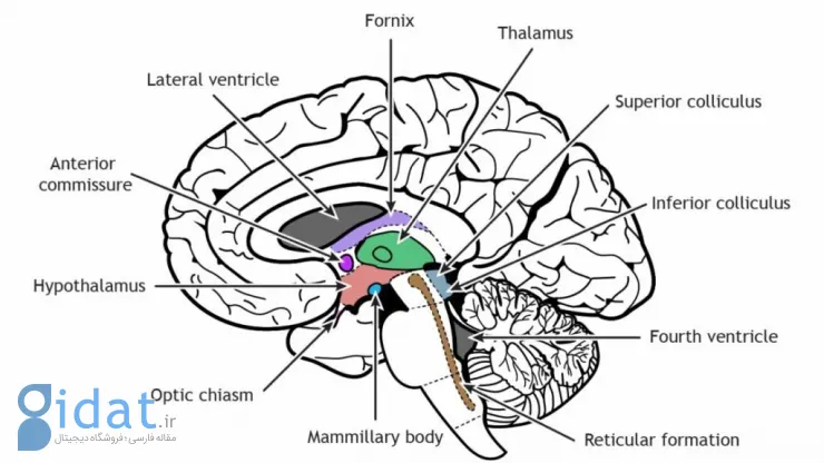 کولیکولوس فوقانی (superior colliculus) در در پستانداران در بالای مغز میانی قرار دارد.