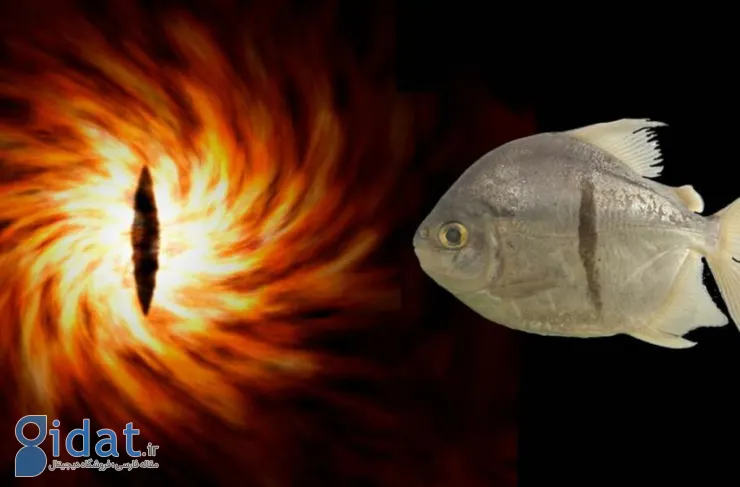 کشف ماهی سائورون؛ گونه جدید آبزی آمازون نام خود را از شخصیت ارباب حلقه ها گرفته است