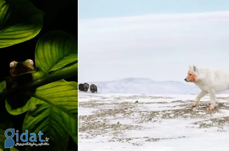 برندگان جوایز عکاسی Nature inFocus سال ۲۰۲۵ اعلام شدند