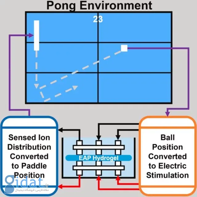 عملکرد هیدروژل برای انجام بازی پونگ